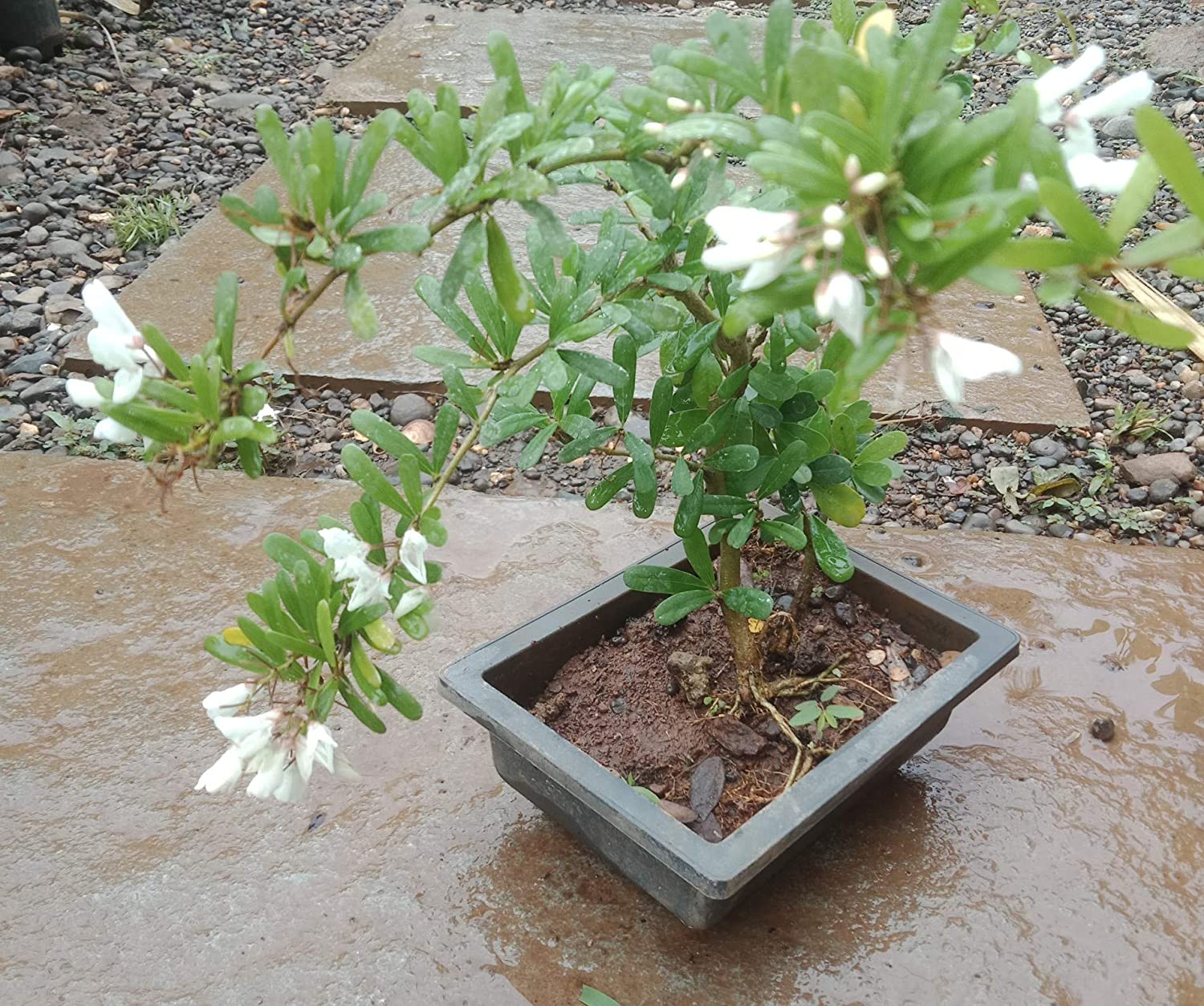 DESMODIUM White Braya Sapling Plant