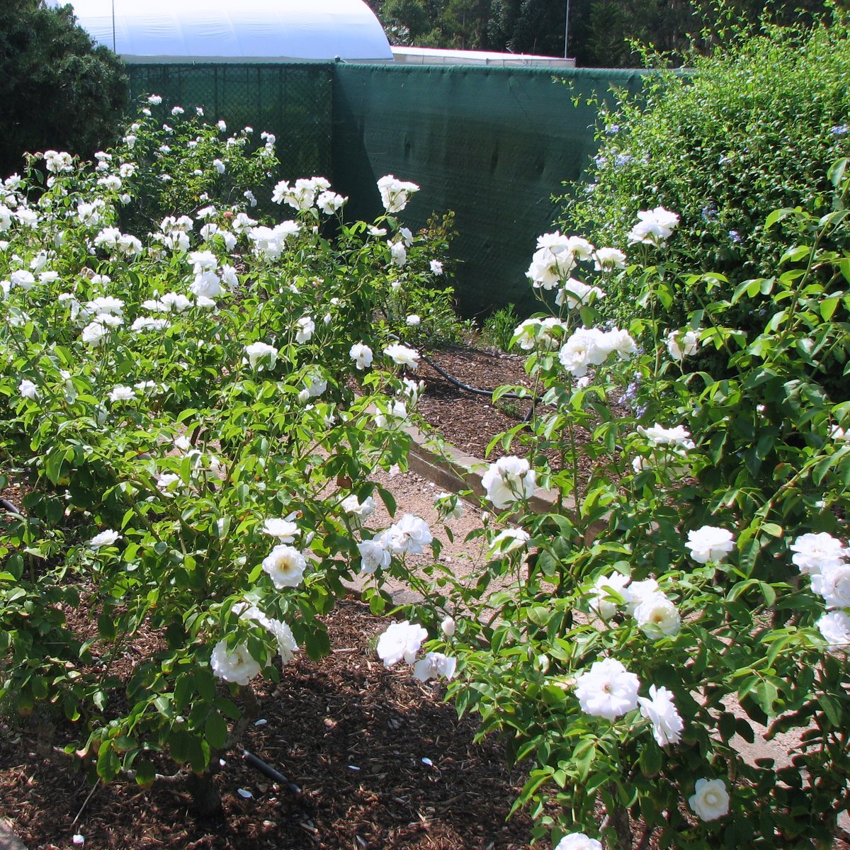 Summersnow Rose Bunch Roses Throneless Roses Plant