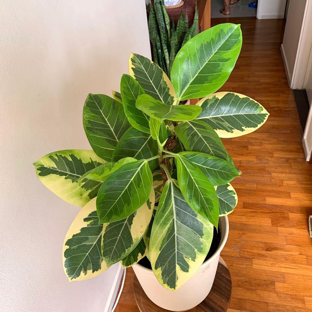 green rubber tree plant Green Paradise® White Varigated Rubber Plant – GreenParadiseLive