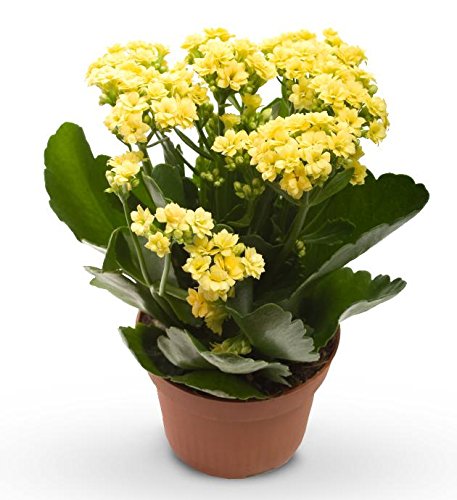 yellow flowered succulent Yellow Kalanchoe Plant with pot – GreenParadiseLive