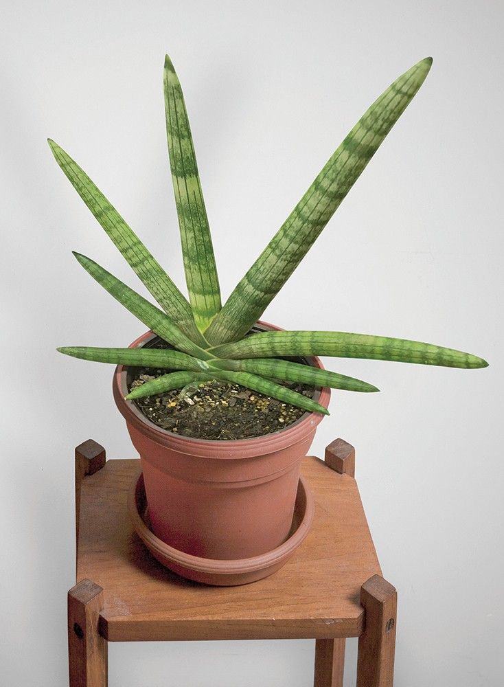 sansevieria Boncel Plant  GreenParadiseLive