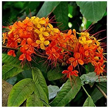 Ashoka Saraca plant