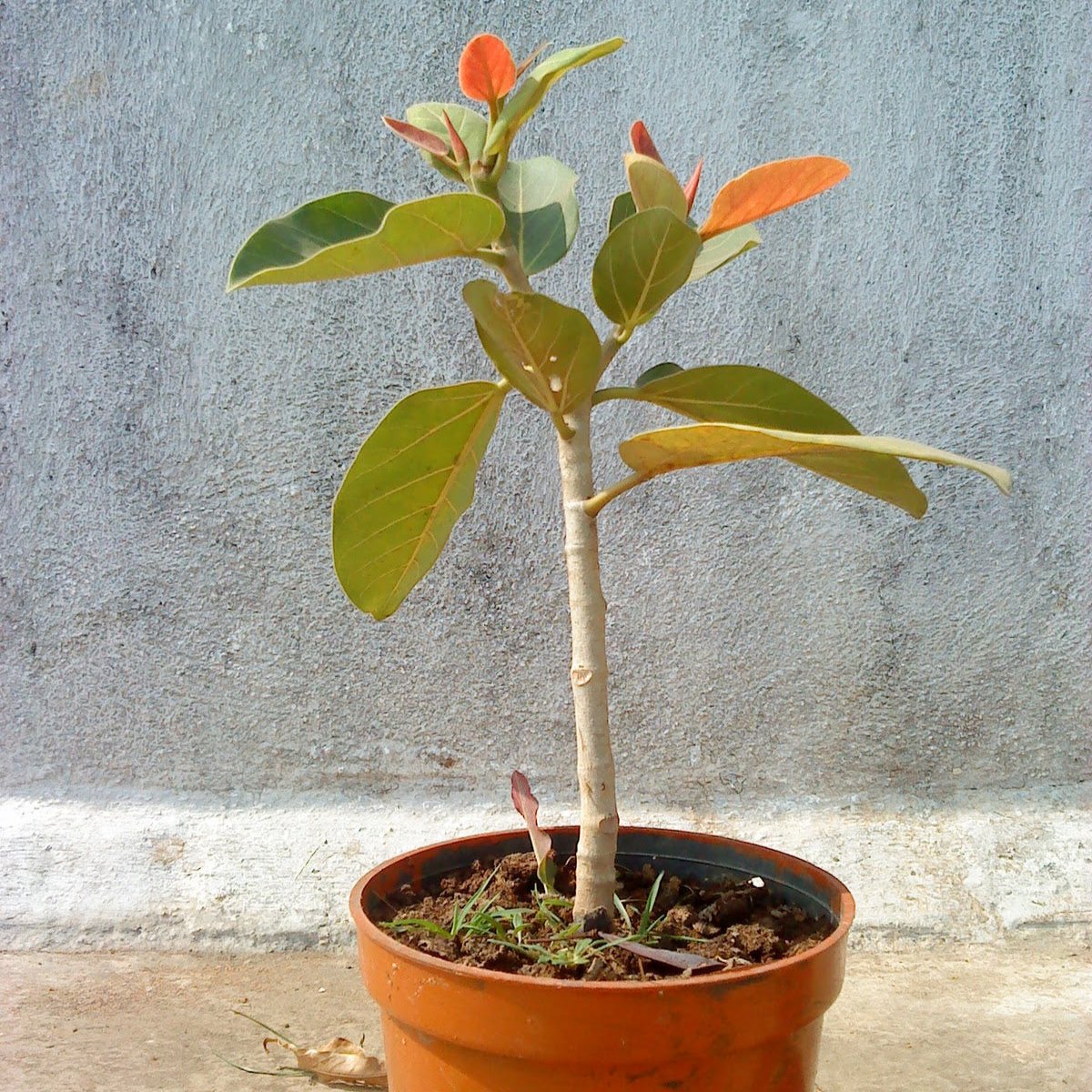 Banyan tree sapling Live Plant – GreenParadiseLive