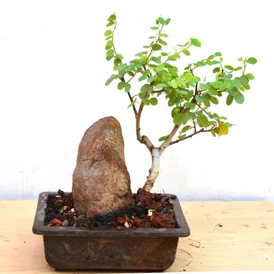 Mini Bahunia Bonsai Live Plant