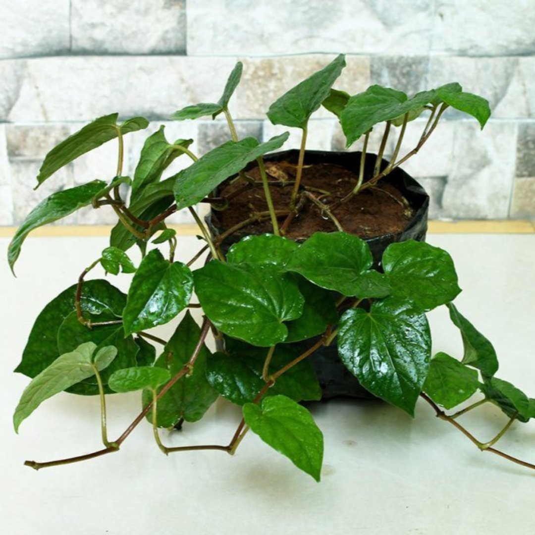 betel leaf plant online Nagarvel Betel Leaf Plant – GreenParadiseLive