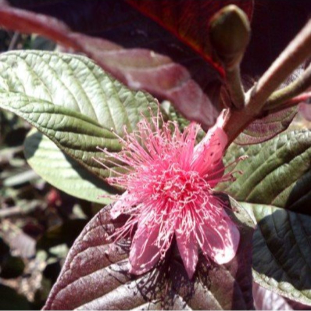 guava bonsai tree Live black Guava Plant Suitable For Bonsai – GreenParadiseLive