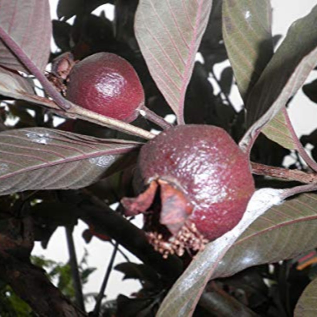 bonsai tree guava Live black Guava Plant Suitable For Bonsai – GreenParadiseLive