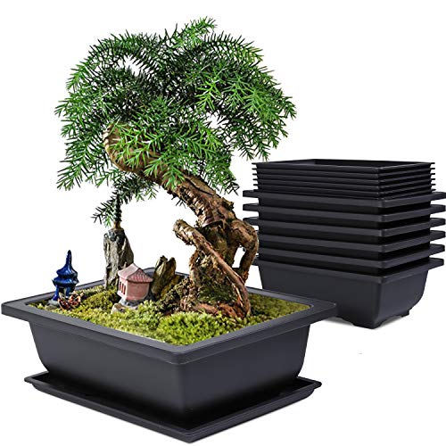 Bonsai Pots Rectangle 22 cm (L ) x 16 cm (W) x 8 cm(H) Black Color Ideal for Training Bonsai Trees Creating Succulent Cactus Mini Gardens adeniums ( Pack of 3 )