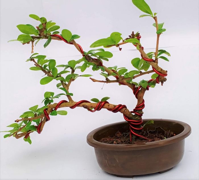 Green Paradise® Bonsai Pots 5.5'' Oval (Pack Of 5) Suitable For Small Bonsai, Succulents, Adeniums And Cactus