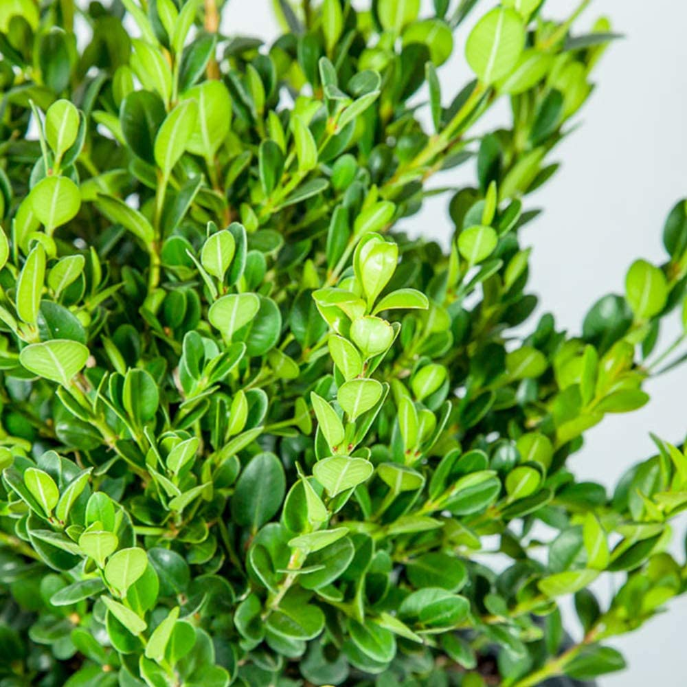 Green Paradise® BUXUS Microphylla Live boxwood bonsai tree