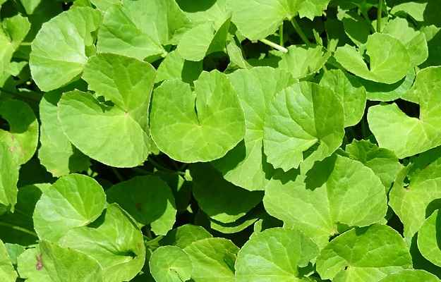 Hydrocotyle Brazilian Pennywort Aquarium Herbal Brahmi Live Plants (Green)