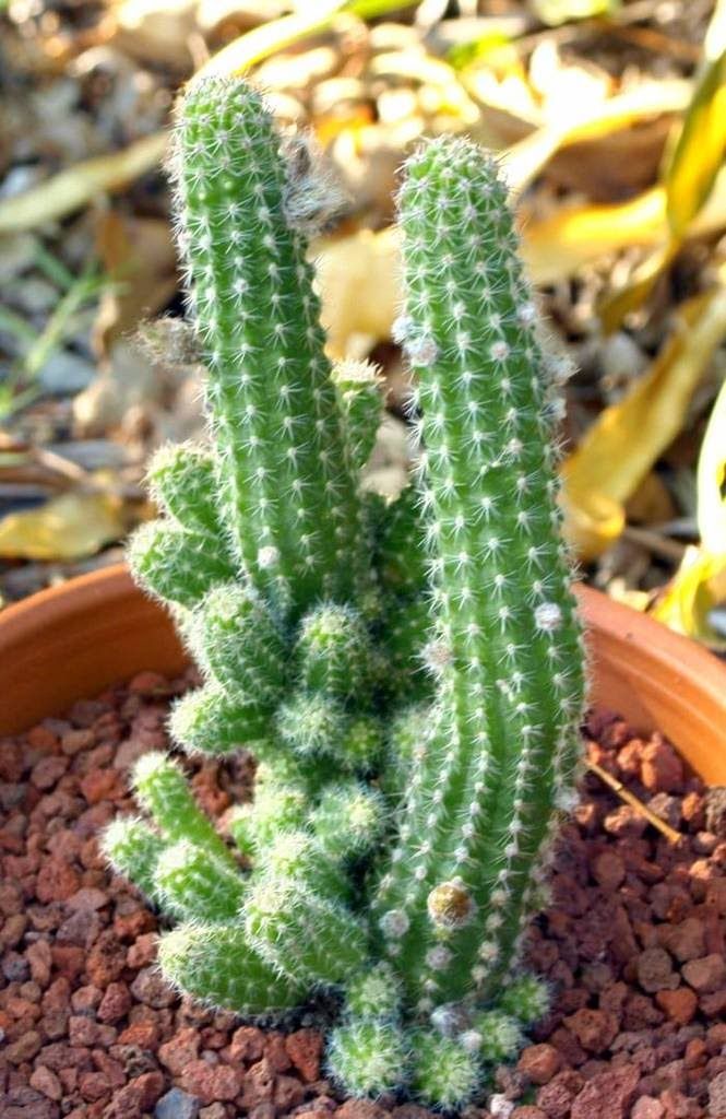 live cactus Cactus Live Plant – GreenParadiseLive