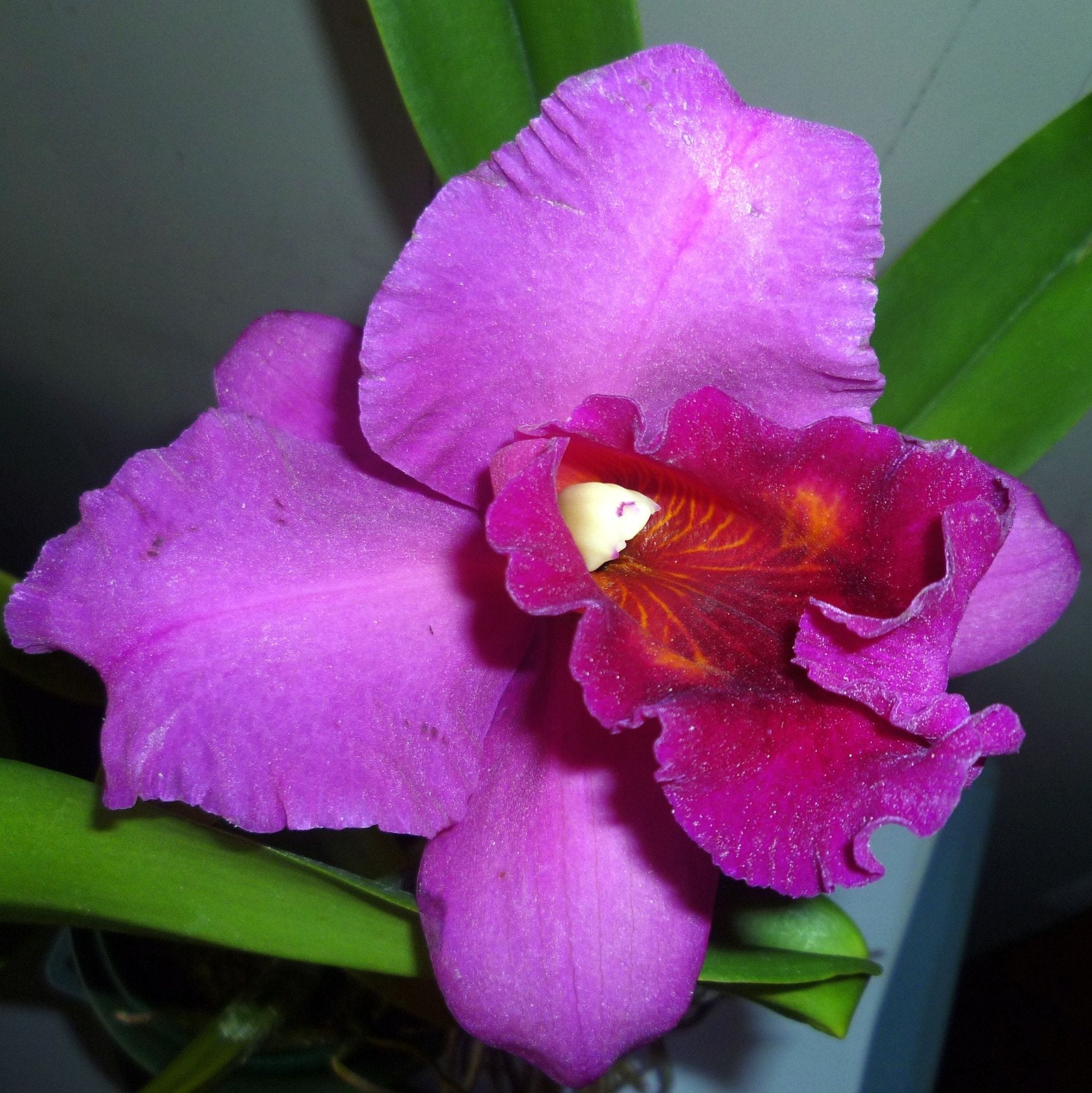 cattleya orchid Pink-Violet hybride