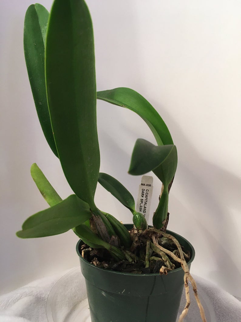 cattleya orchid Pink-Violet hybride