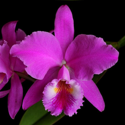 cattleya orchid Pink-Violet hybride