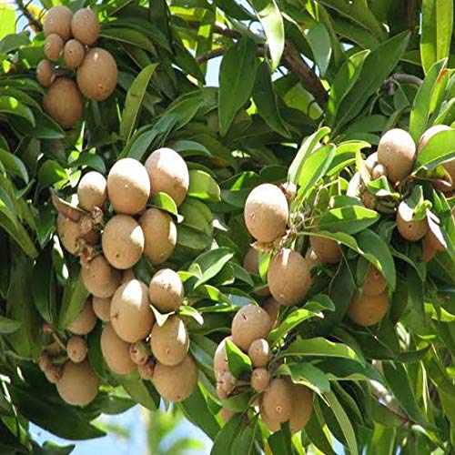 Green Paradise chikoo Live Grafted Plant ( Best Kalipatti oval shaped Chikoo )