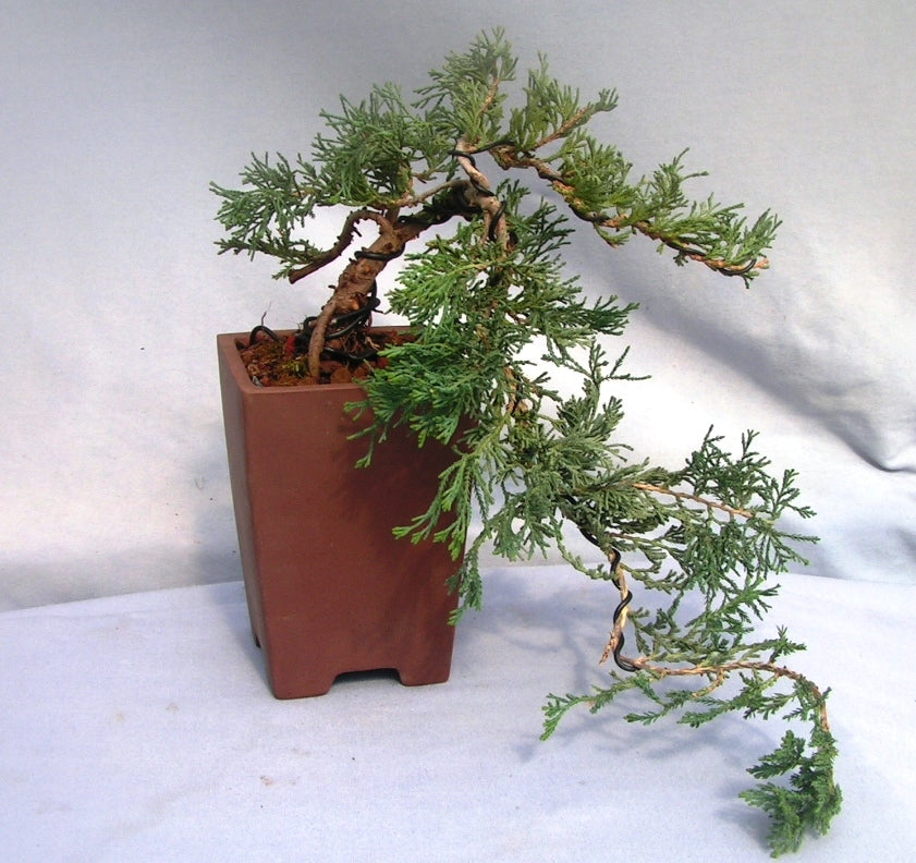 cascade style bonsai tree Bonsai Juniper Chinensis Cascade Style With Plastic Pot – GreenParadiseLive