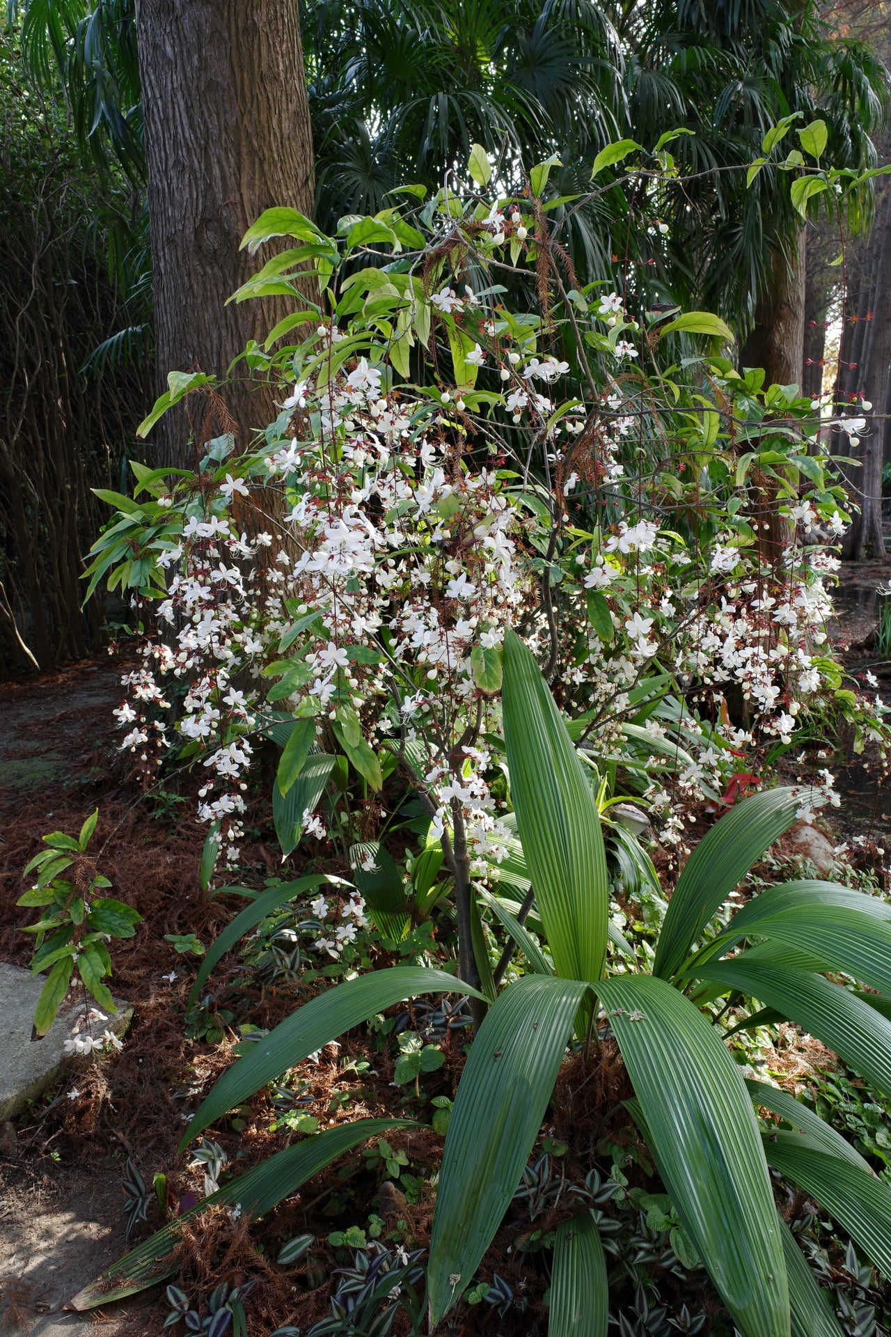 Clerodendrum wallichii Beautiful Rare white flowering Semi Creeper plant