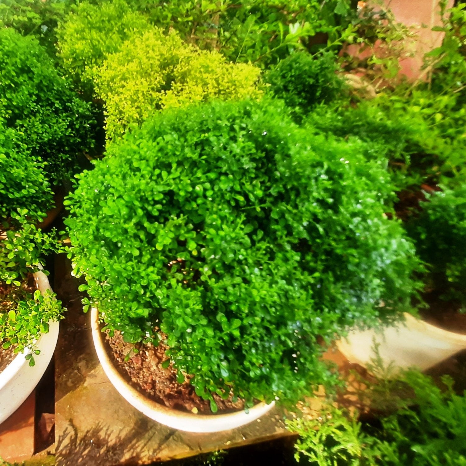 Bonsai Mini Murraya paniculata dwarf plant madhukamini bonsai amazing mame bonsai with pot