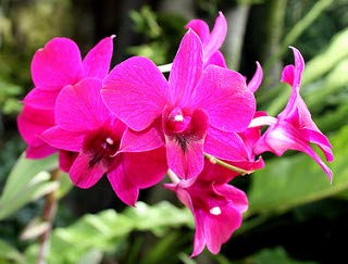 live dendrobium orchid plants(pack of 3) mix