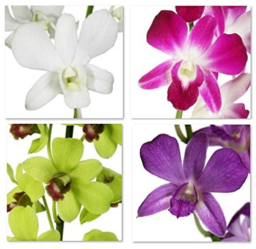 live dendrobium orchid plants(pack of 3) mix