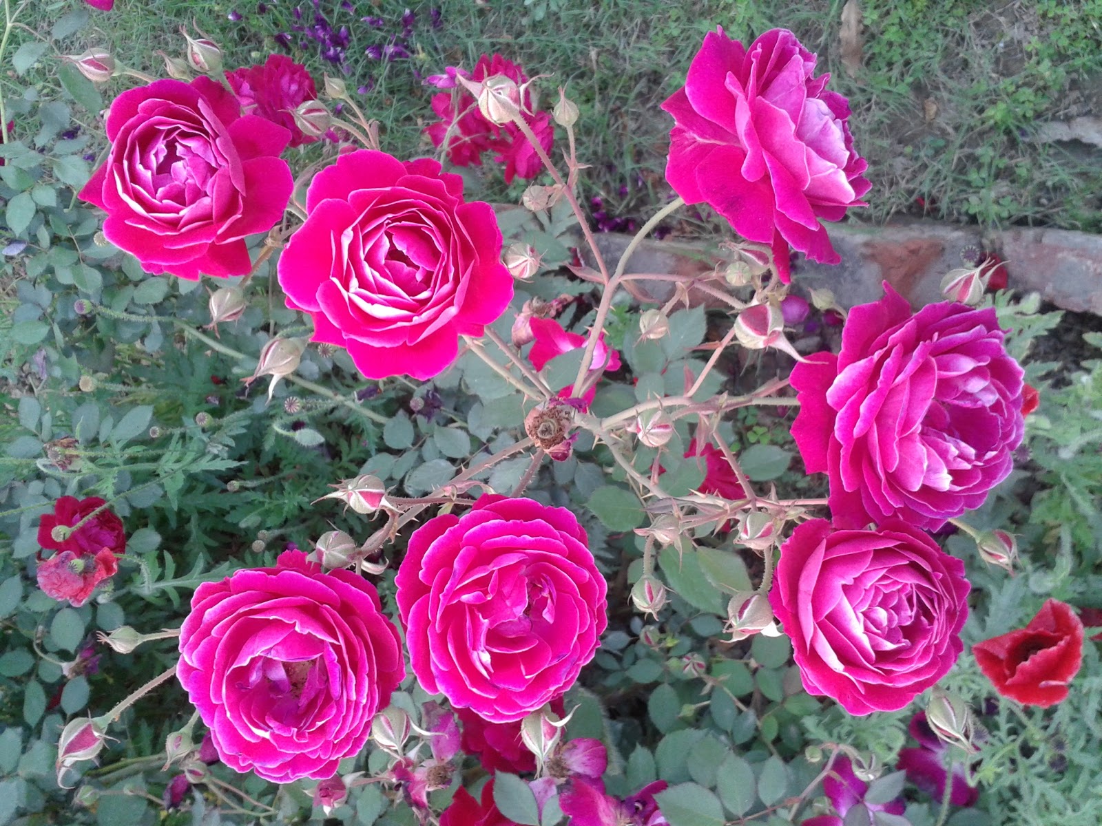Red Fragrant Desi Rose Plant big size plant (1 healthy big plant with big poly bag )