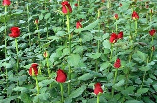 Exclusive Live dutch rose Plant Without Pot