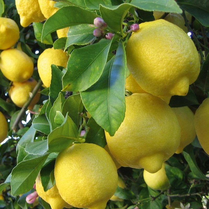 Green Paradise Italian Lemon Fruit Live Plant