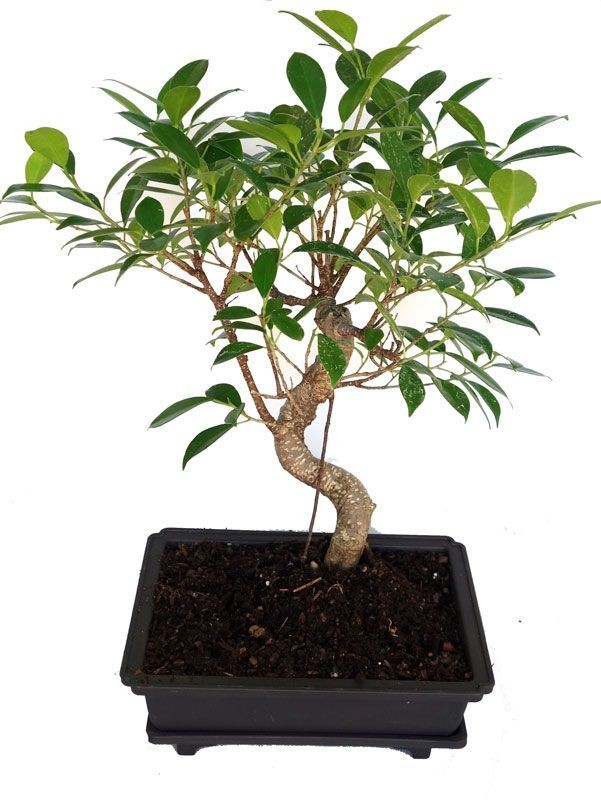 Ficus Microcarpa Sapling Plant for Bonsai