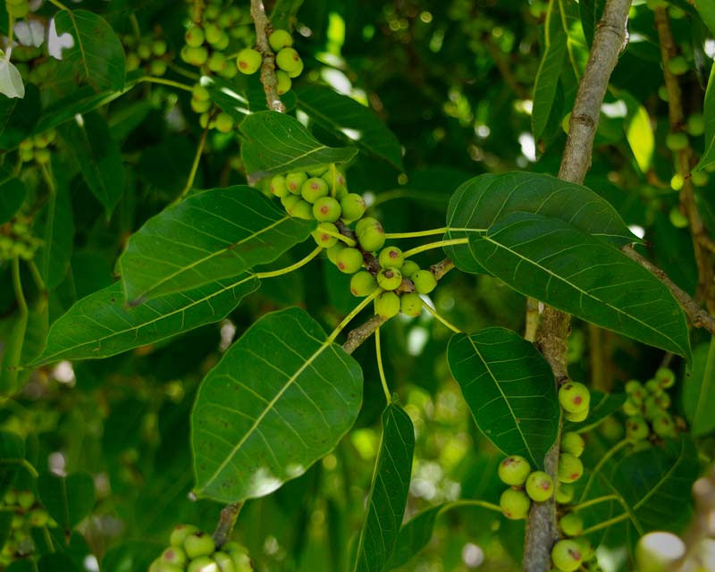 Ficus Pilkhan Virens One Year Old Sapling Plant