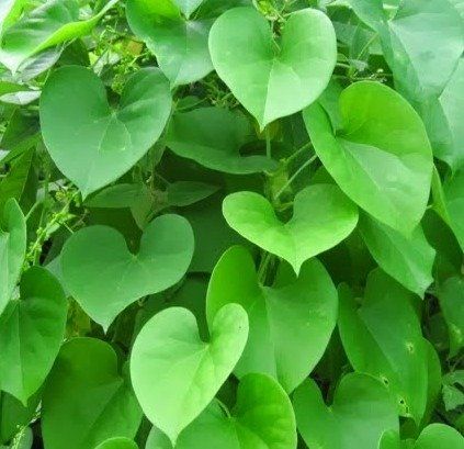 Giloy Plant TINOSPORA CORDIFOLIA