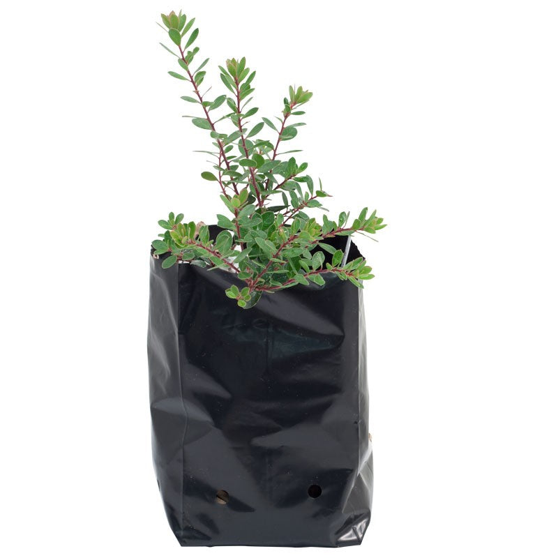 Grow Bags UV Protected Plastic Poly Grow Bags Plant Nursery Bags, 6x8 inch (Black) - Pack 50
