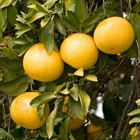 Live Grape Fruit Plant Suitable For Bonsai – GreenParadiseLive