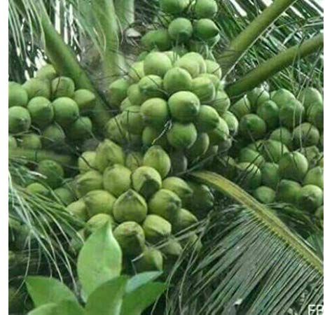 Green Paradise Dwarf Variety Green Coconut Plant