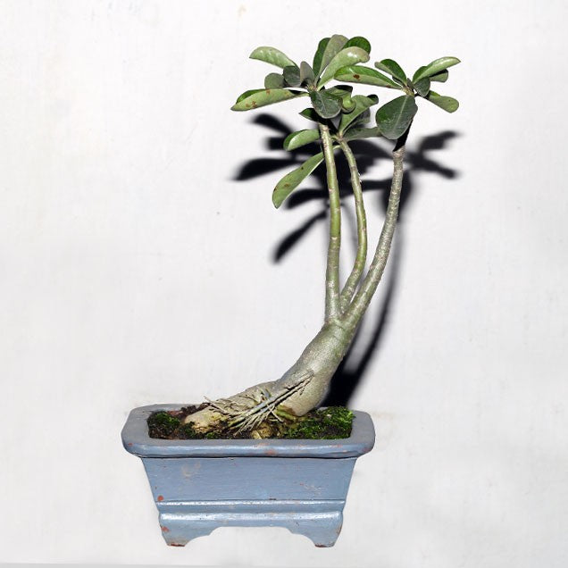 Adenium Bonsai Live Old Adenium Bonsai Tree With Bonsai Pot