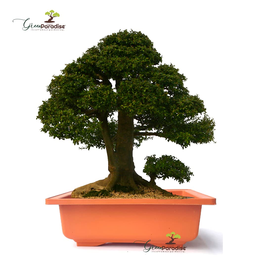 GREEN PARADISE® Bonsai Pots Rectangle 22.90 cm (L ) x 16.50cm (W) x 8.30 cm(H) (Terracotta Color) Training Bonsai Trees Succulent Cactus Mini Gardens and adeniums (Pack of 2)