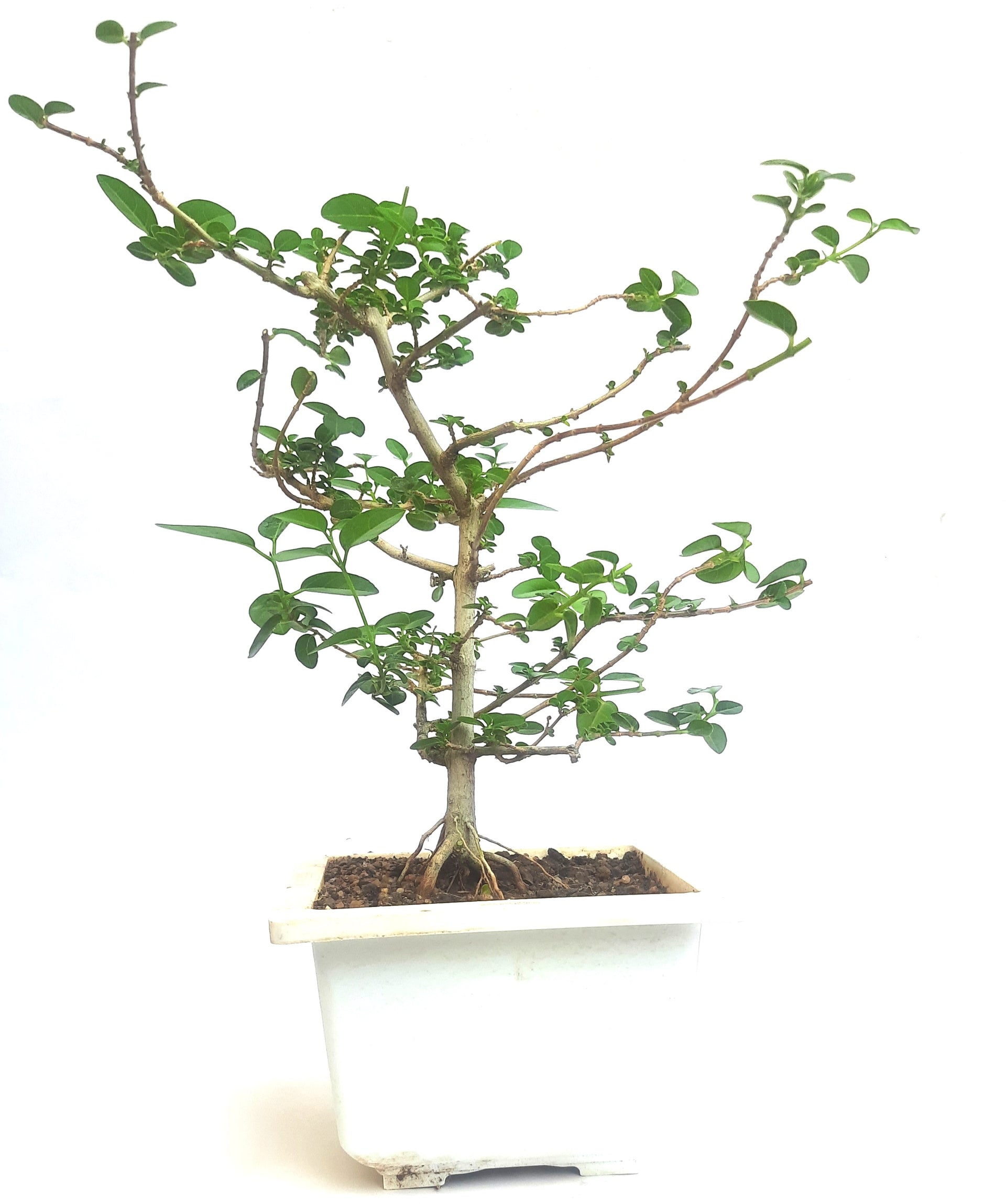 Green Paradise® Premna bonsai suitable Semi Trained Sapling plant