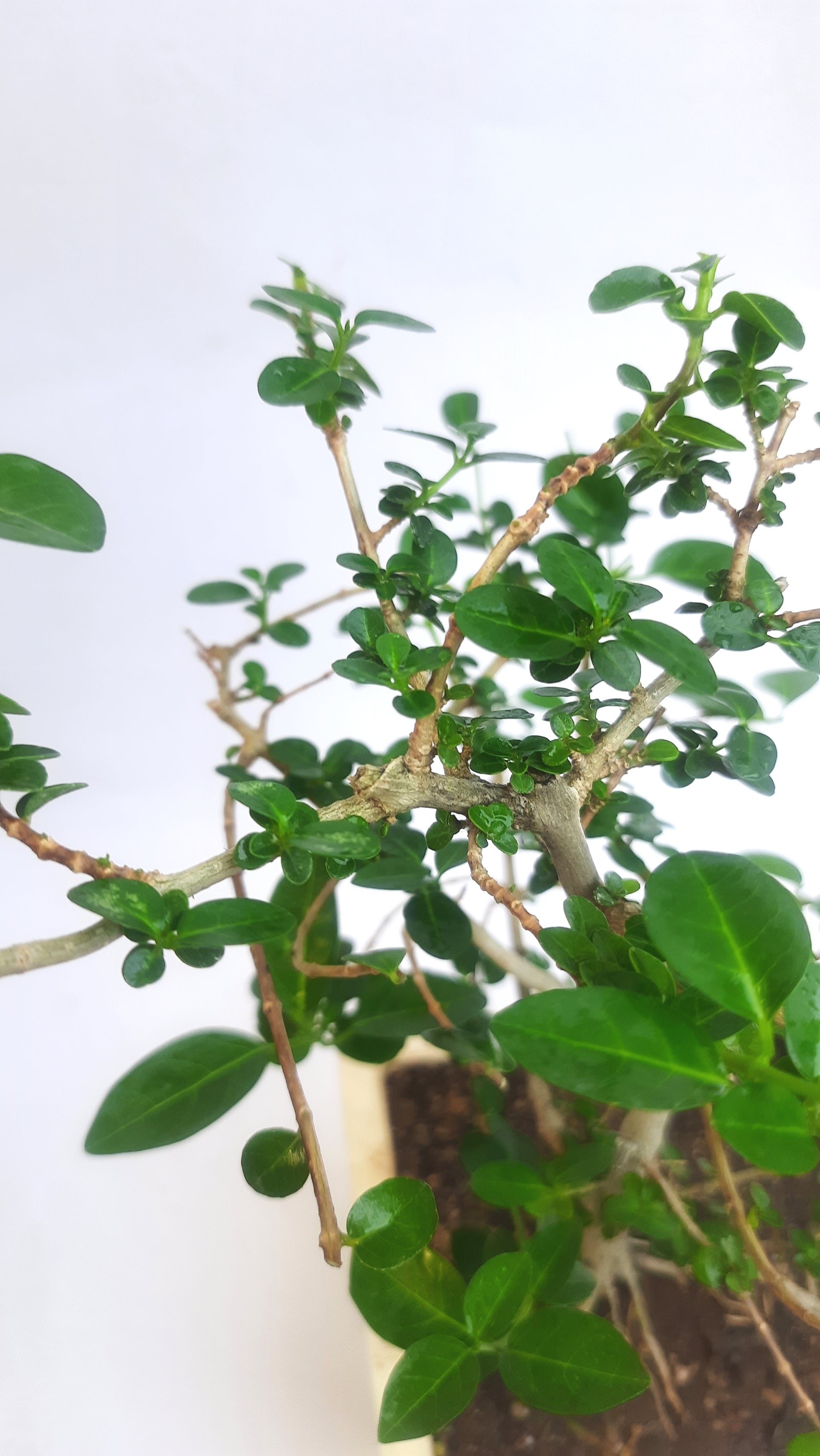 Green Paradise® Premna bonsai suitable Semi Trained Sapling plant