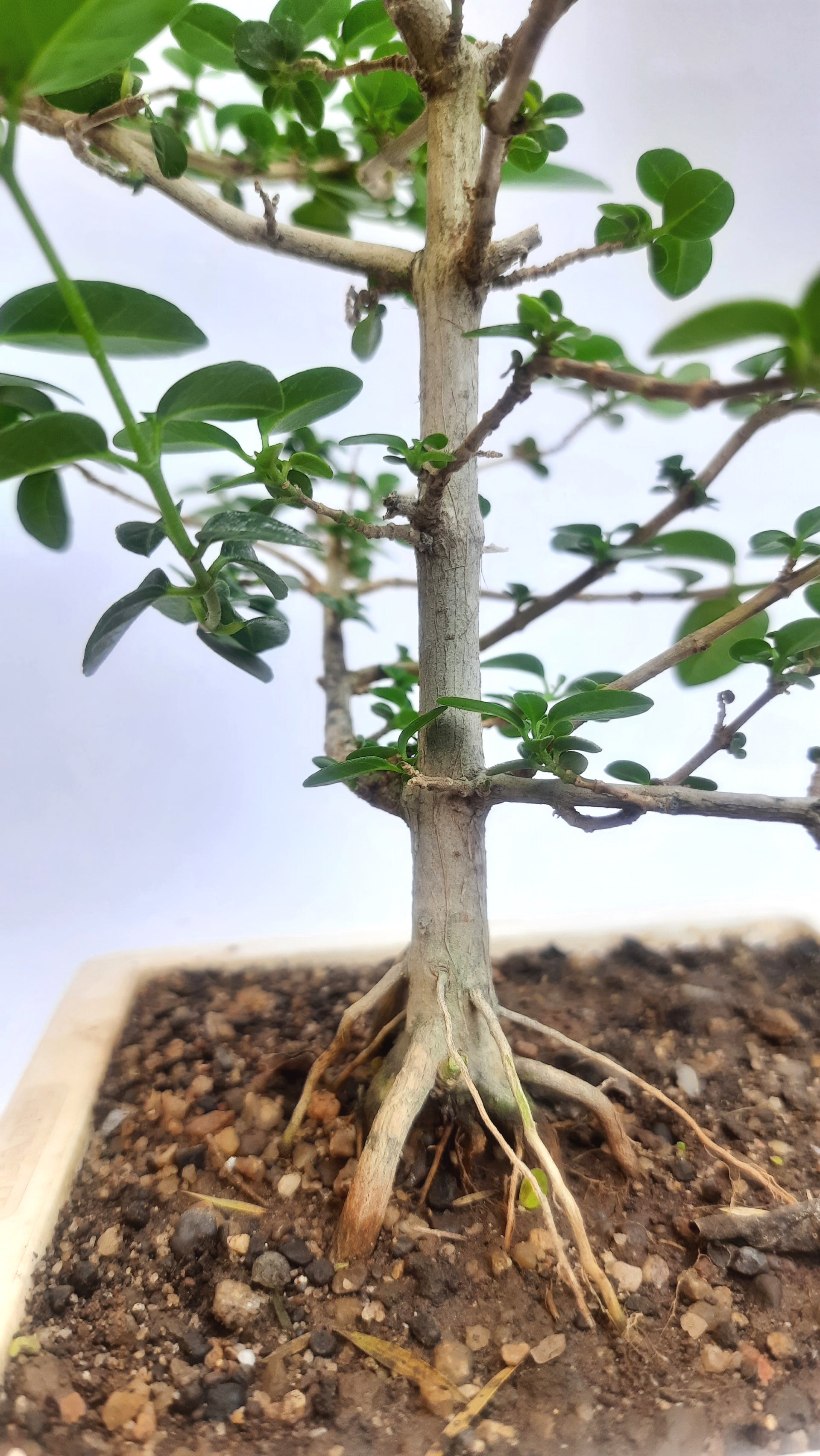 Green Paradise® Premna bonsai suitable Semi Trained Sapling plant