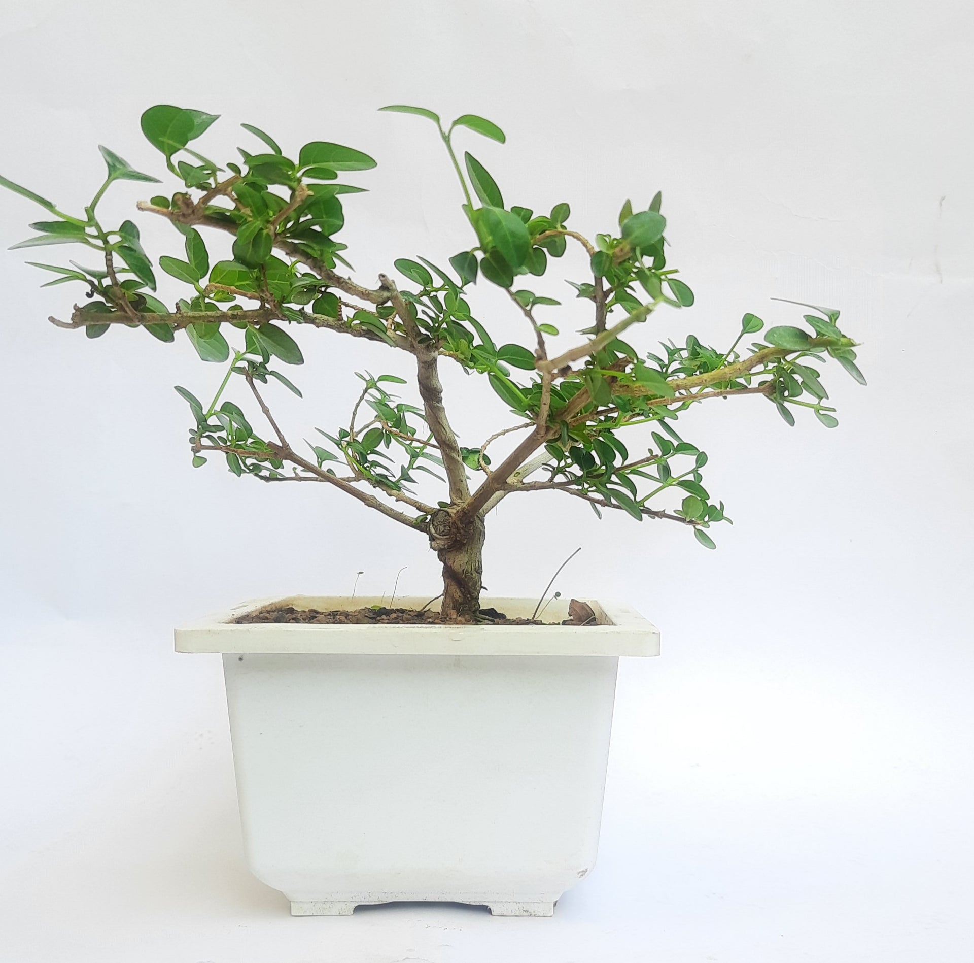 Green Paradise® Premna bonsai suitable Semi Trained Sapling plant