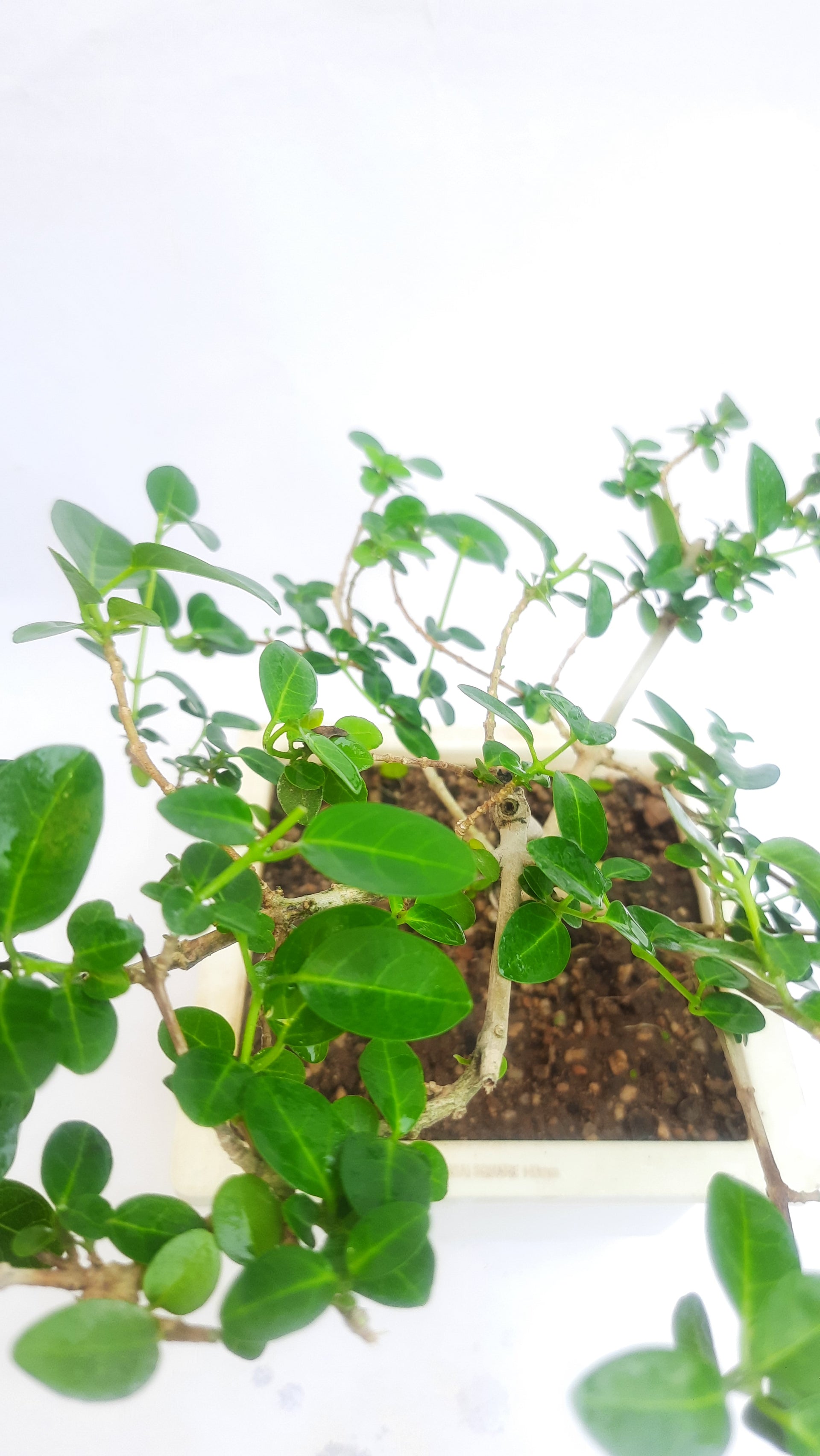 Green Paradise® Premna bonsai suitable Semi Trained Sapling plant