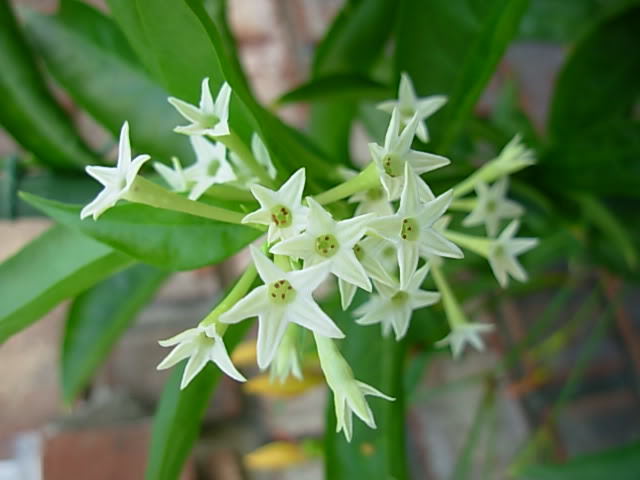 Live Coral Jasmine Night Flowering Parijat harshringar Plant and Ratrani Nigh Queen Live Plant( set of 2 Plants 1 of Each )