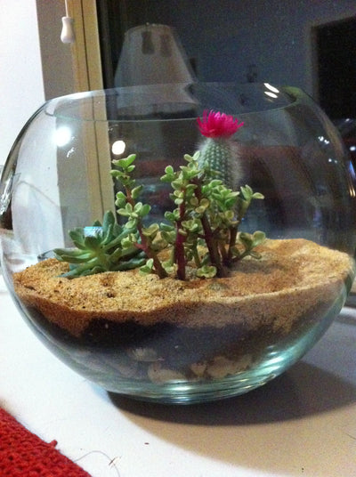 Natural River Sand White Sand Used to Make Ideal soilmix for Bonsai Cactus and Succulents Also for Aquariums terrariums Mini Landscapes and fairygarden