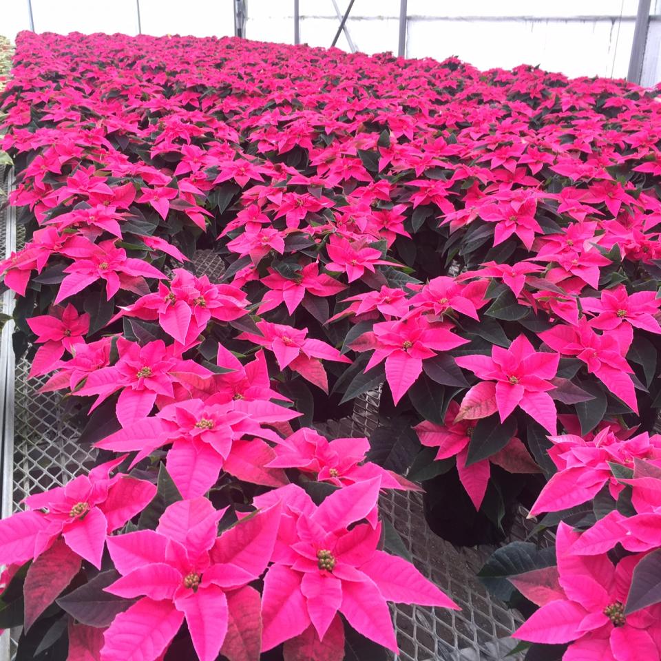 poinsettia plant with pot Red color