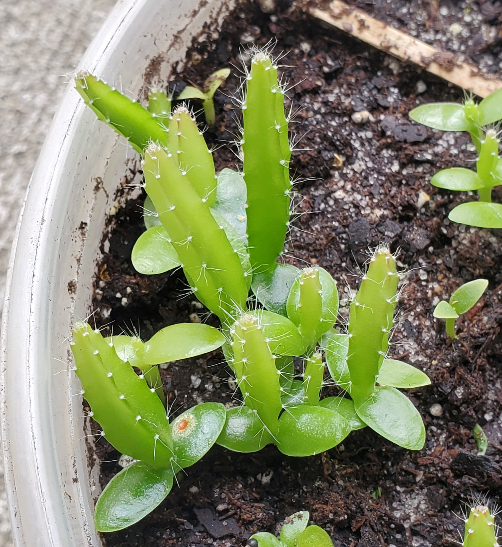 Sweetest Dragon fruit Ever Plants (Red)