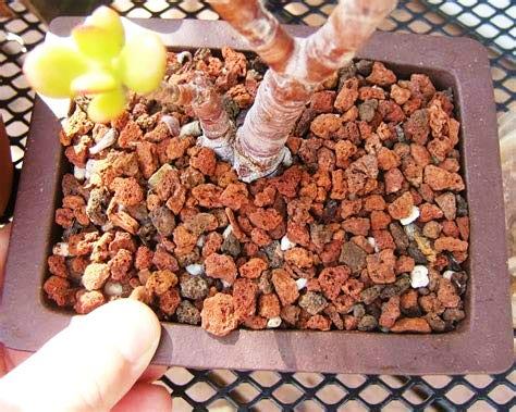 Green Paradise Porous Rocks For Soilmix In Bonsai,Succulents And Adenium Plants 3kg Package