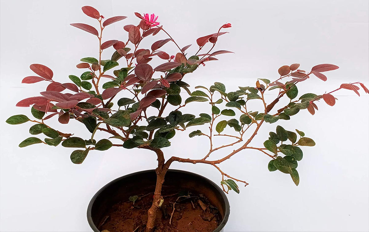 loropetalum bonsai tree Live Pre Bonsai Loropetalum with Pot – GreenParadiseLive