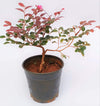 Live Pre Bonsai Loropetalum with Pot