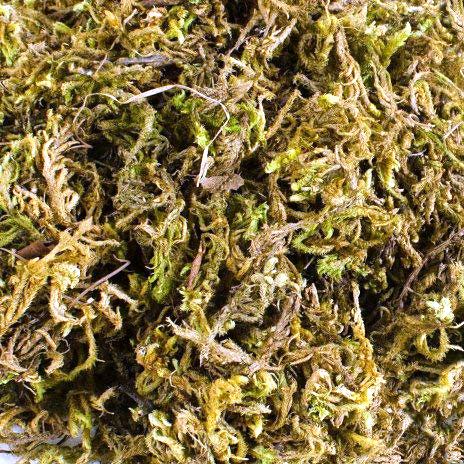 Sphagnum Moss for Orchid Plant Soil,air layering and mulching 250g (Green and Brown)