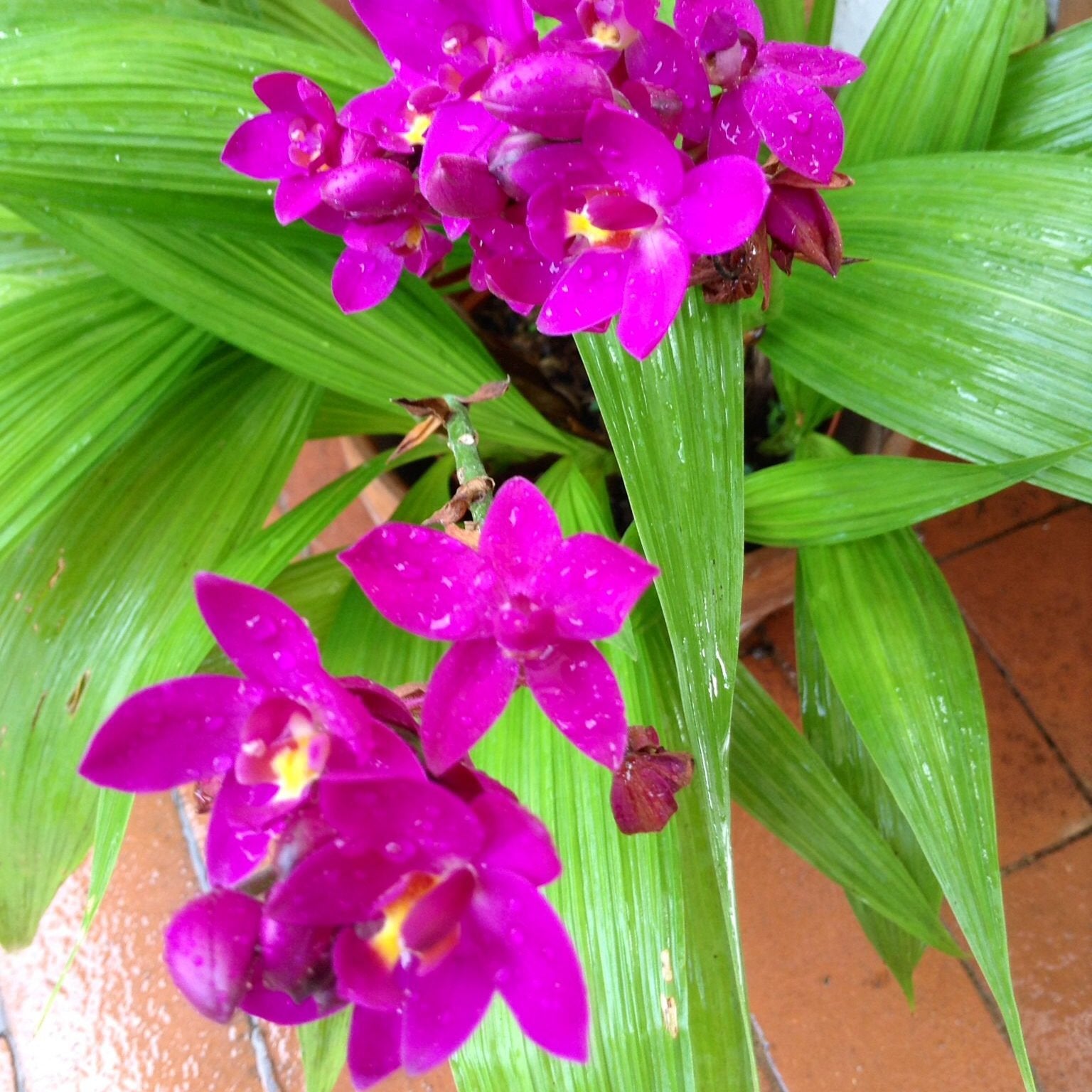 Purple Ground Orchid Bletilla purple Flowering Plant